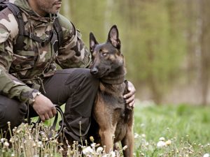 Read more about the article Military Dogs: The Unsung Heroes of Many Battles  Keywords: