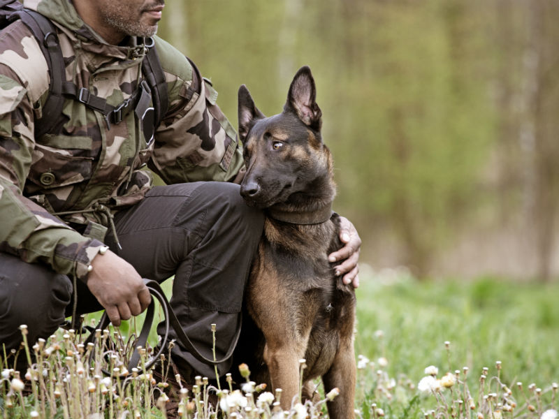 You are currently viewing Military Dogs: The Unsung Heroes of Many Battles  Keywords: