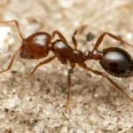 Rising Threat: The Global Impact of Invasive Fire Ants