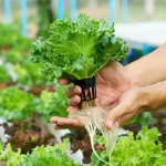 Hydroponics Unleashed: Revolution Food Production