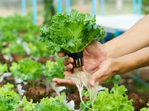 Read more about the article Hydroponics Unleashed: Revolution Food Production