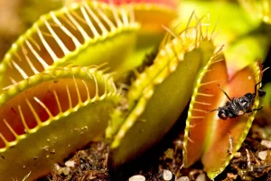 Read more about the article Enigmatic Venus Flytrap: Nature’s Cunning Carnivore