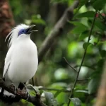 Bali Starling: A Symbol of Hope and Conservation in Bali