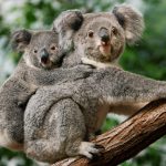 Koala: Embracing the Tranquil Charm and Resilient Spirit of Australia’s Iconic Marsupial