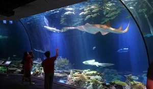 Read more about the article SeaWorld: Tempat Terbaik untuk Menyaksikan Keajaiban Lautan