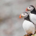 Burung Puffin: Teman Kecil Berparuh Warna-warni yang Bikin Penasaran