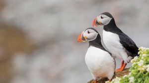 Read more about the article Burung Puffin: Teman Kecil Berparuh Warna-warni yang Bikin Penasaran