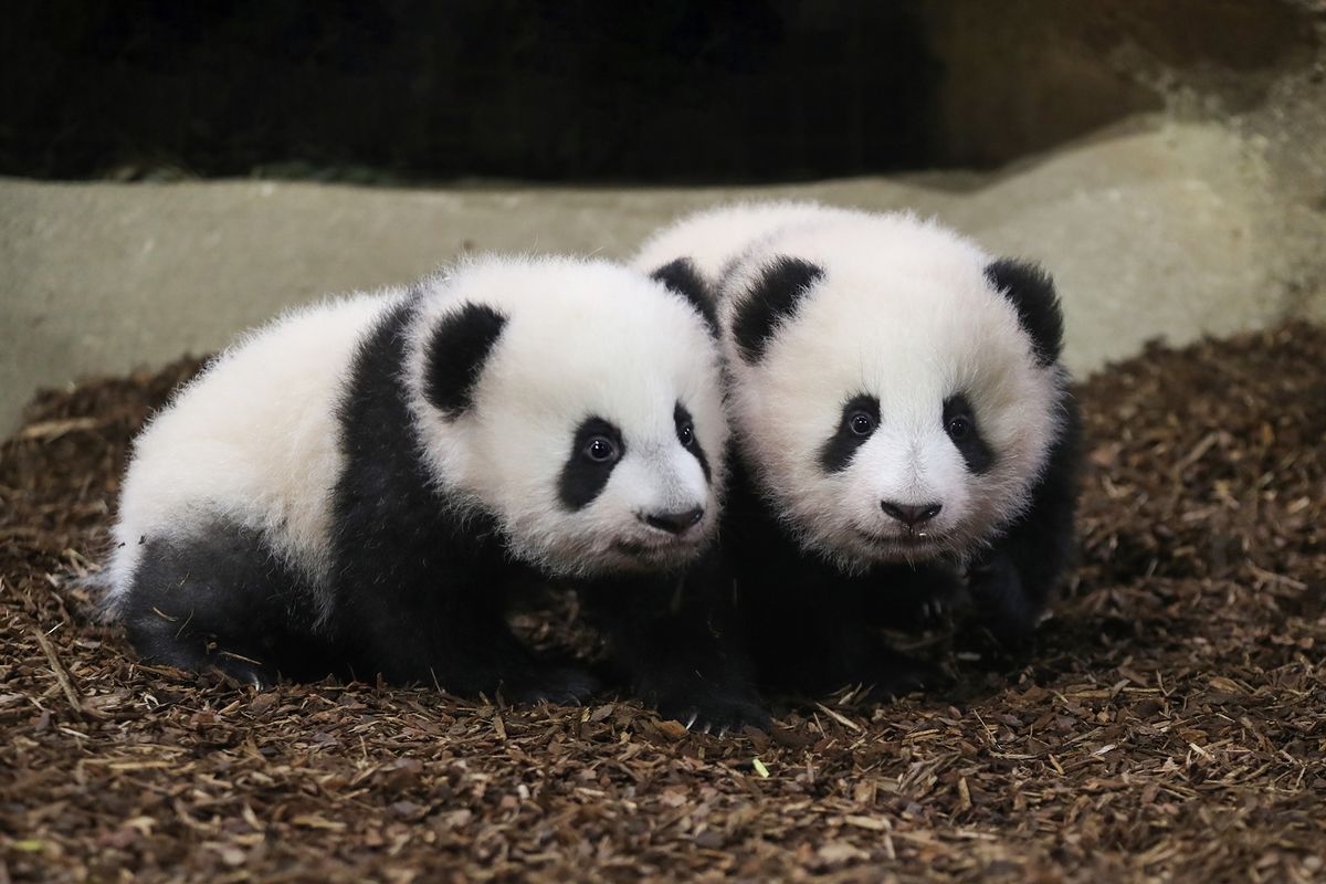 Panda Kembar
