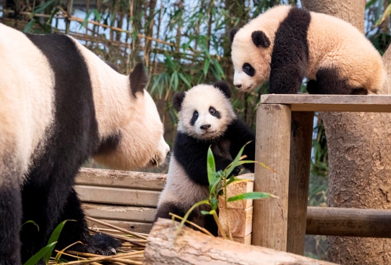 Panda Kembar