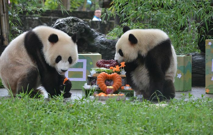 You are currently viewing Panda Kembar: Keajaiban Alam yang Menggemaskan