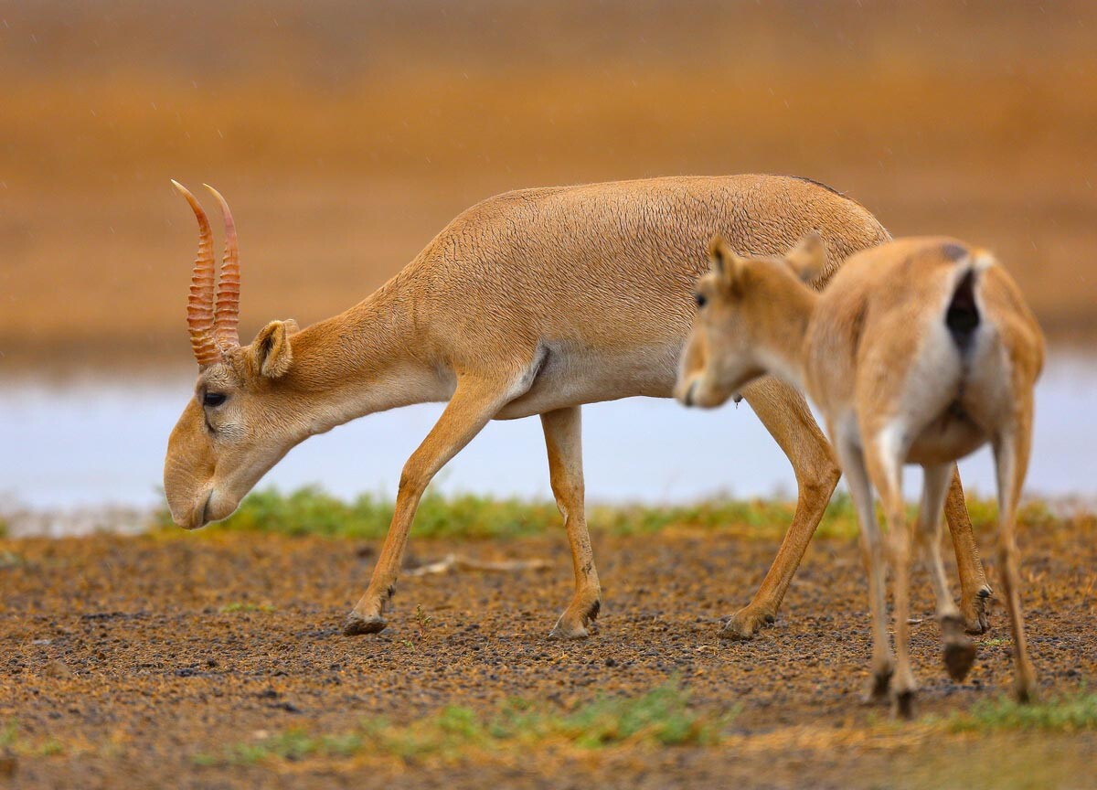 Saiga Antelope