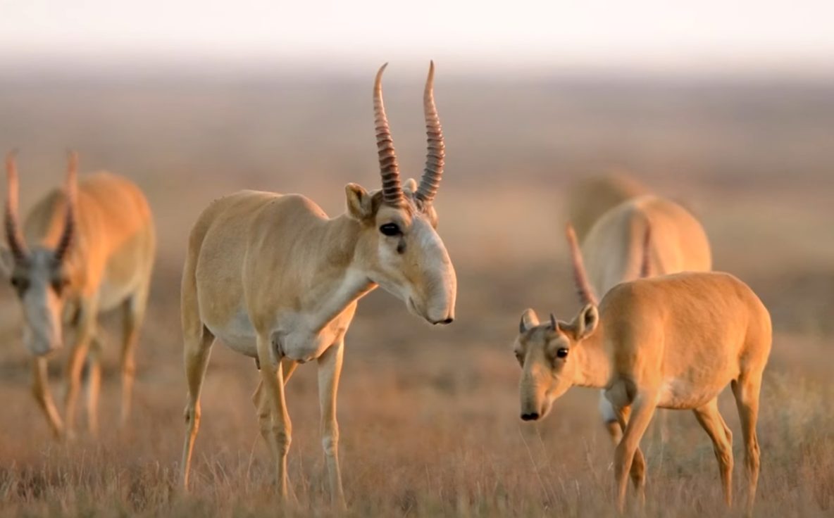 Saiga Antelope