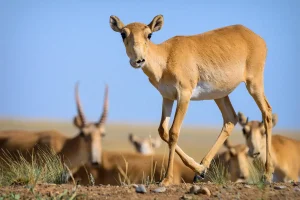 Read more about the article Saiga Antelope: Hewan Unik dari Stepa Eurasia