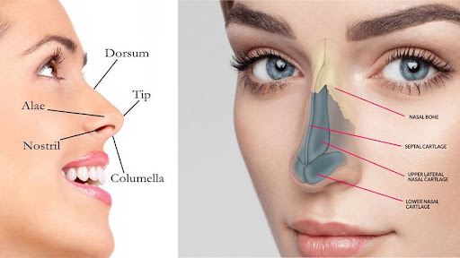 Rhinoplasty 
