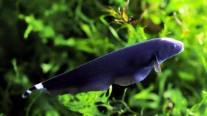 Read more about the article Memelihara Ikan Black Ghost: Misteri Cantik Akuarium