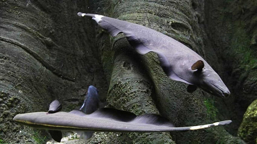 Mengenal Karakter Ikan Black Ghost