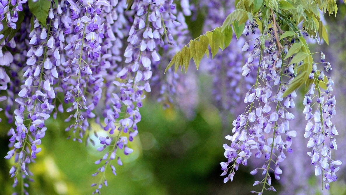 Memanfaatkan Keindahan Wisteria dalam Desain Hunian