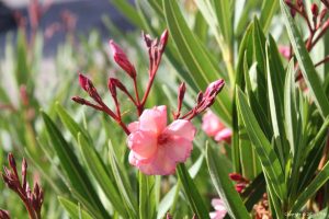 Read more about the article Pesona Oleander Pink: Keindahan Elegan yang Penuh Misteri