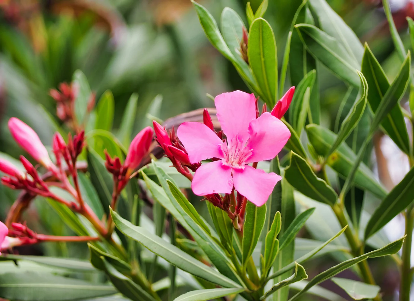 Rahasia Perawatan Agar Tetap Subur dan Rajin Berbunga