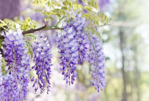 Read more about the article Pesona Wisteria Purple: Keindahan Estetik dan Makna Mendalam